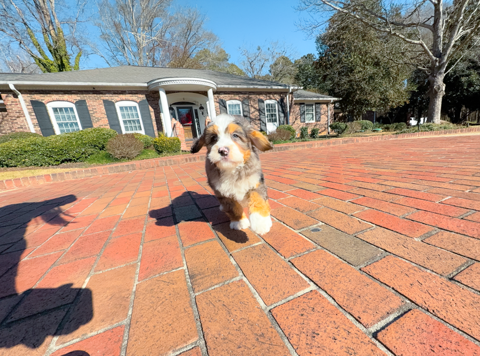 Cute Mini Bernedoodle Baby