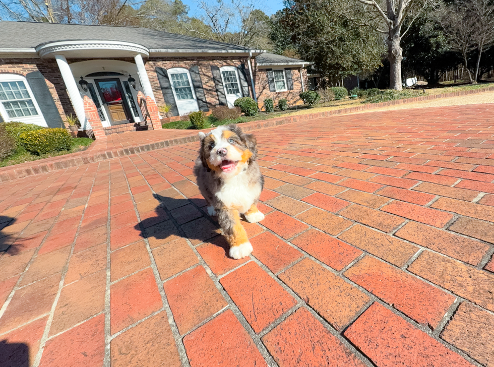 Best Mini Bernedoodle Baby