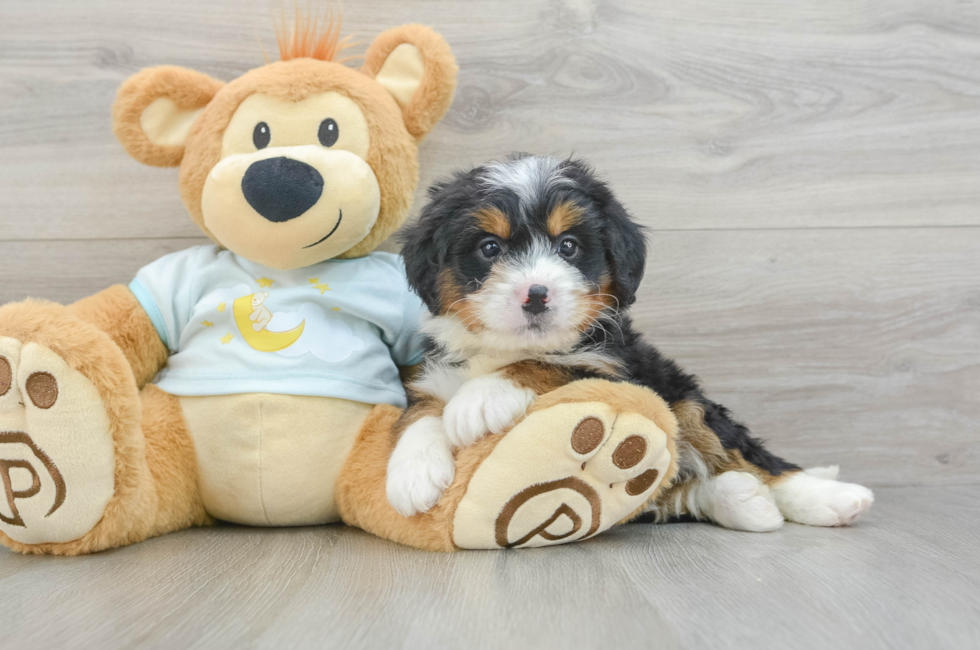 6 week old Mini Bernedoodle Puppy For Sale - Simply Southern Pups