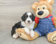 8 week old Mini Bernedoodle Puppy For Sale - Simply Southern Pups