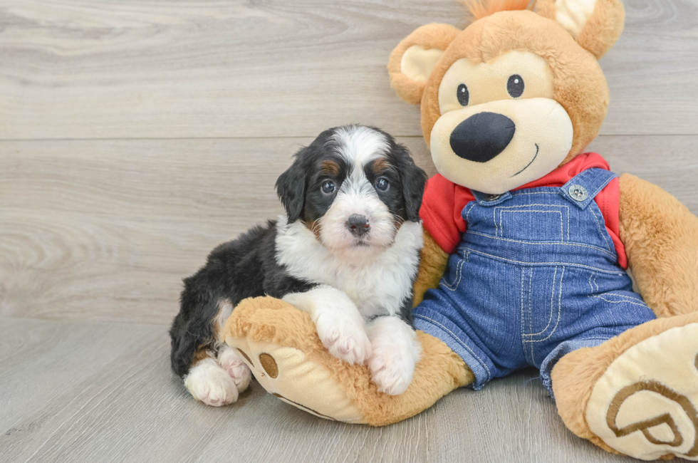5 week old Mini Bernedoodle Puppy For Sale - Simply Southern Pups