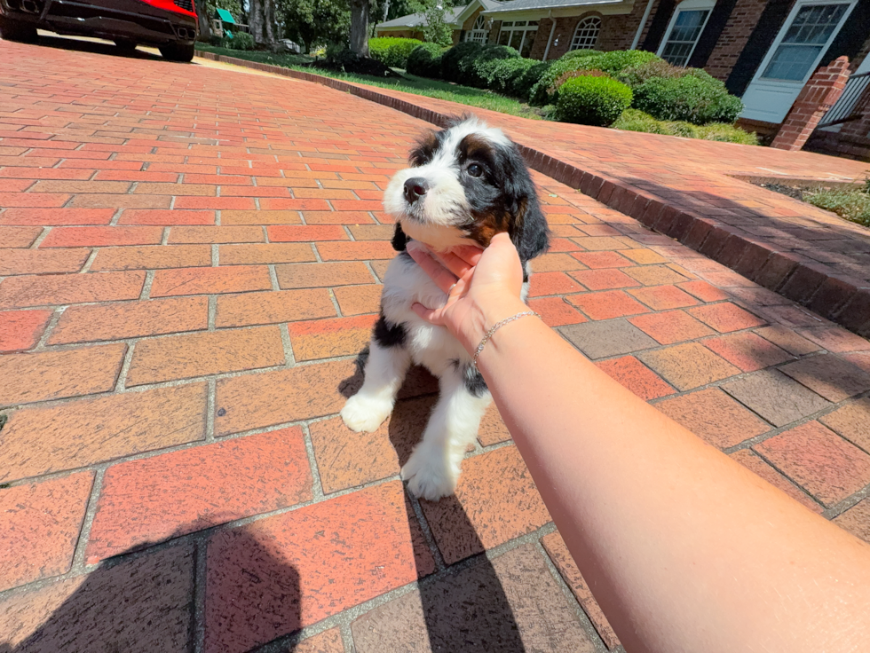 Cute Mini Bernedoodle Poodle Mix Pup