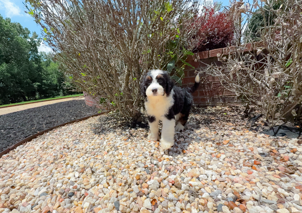 Cute Mini Bernedoodle Baby
