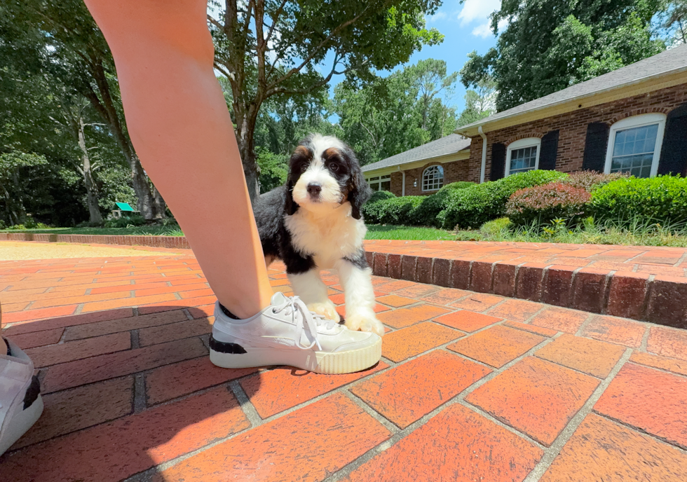 Cute Mini Bernedoodle Poodle Mix Pup