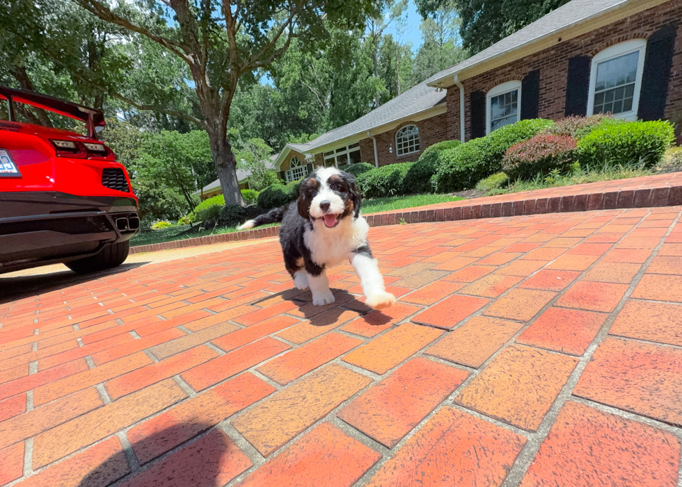 Mini Bernedoodle Pup Being Cute