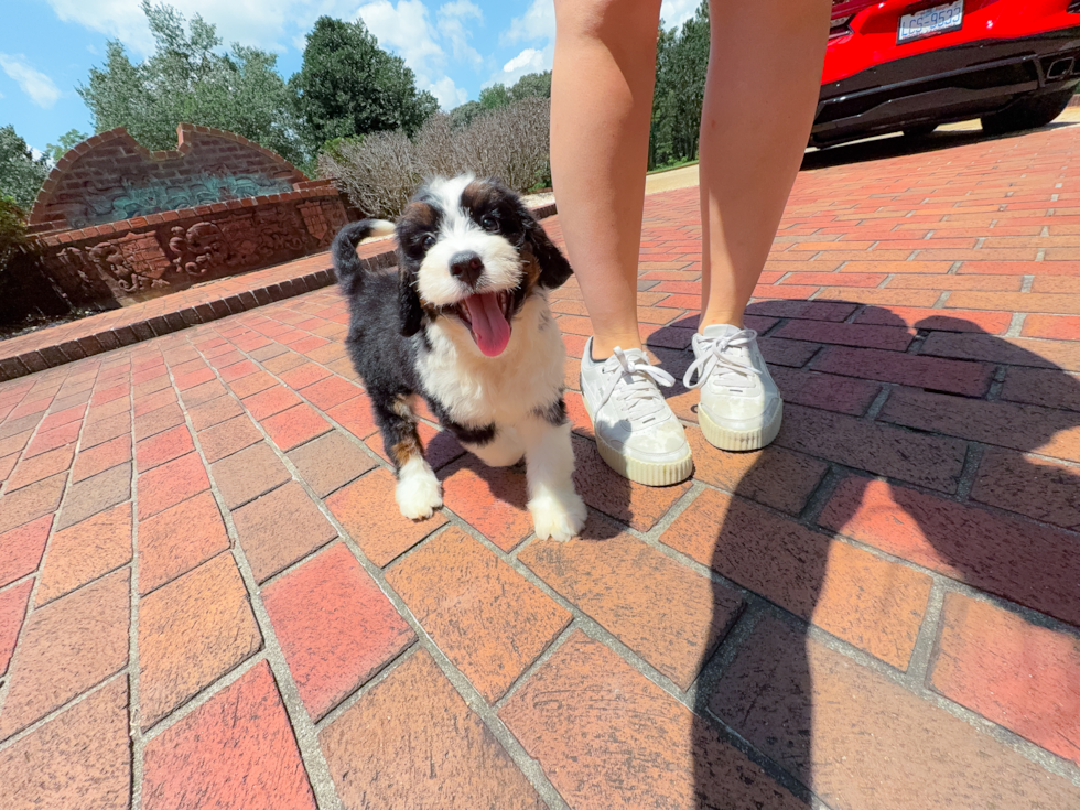 Cute Mini Bernedoodle Baby