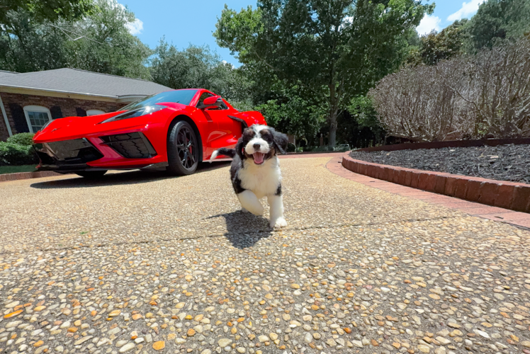 Mini Bernedoodle Puppy for Adoption