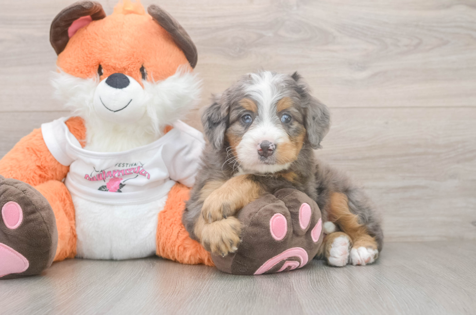 6 week old Mini Bernedoodle Puppy For Sale - Simply Southern Pups