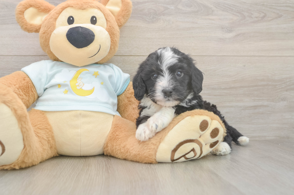 6 week old Mini Bernedoodle Puppy For Sale - Simply Southern Pups