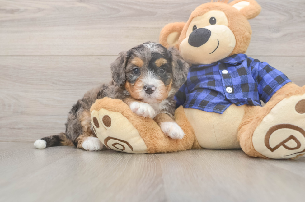 5 week old Mini Bernedoodle Puppy For Sale - Simply Southern Pups