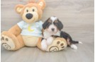 Small Mini Bernedoodle Baby