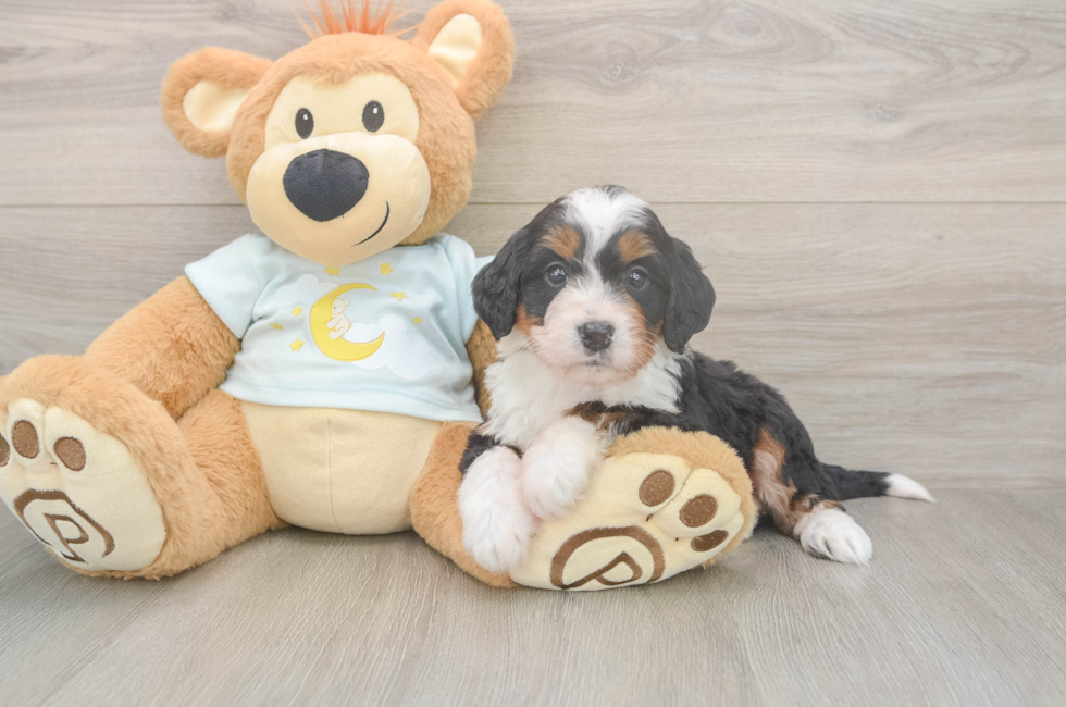5 week old Mini Bernedoodle Puppy For Sale - Simply Southern Pups