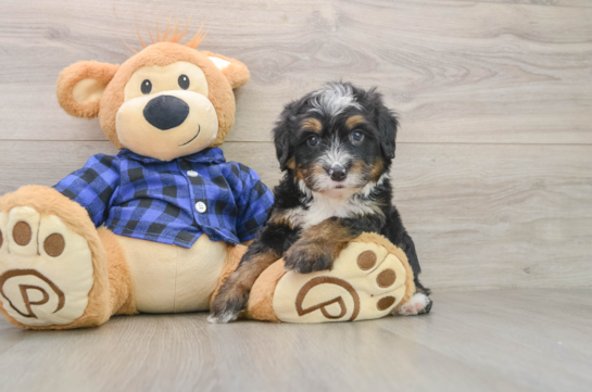 Best Mini Bernedoodle Baby