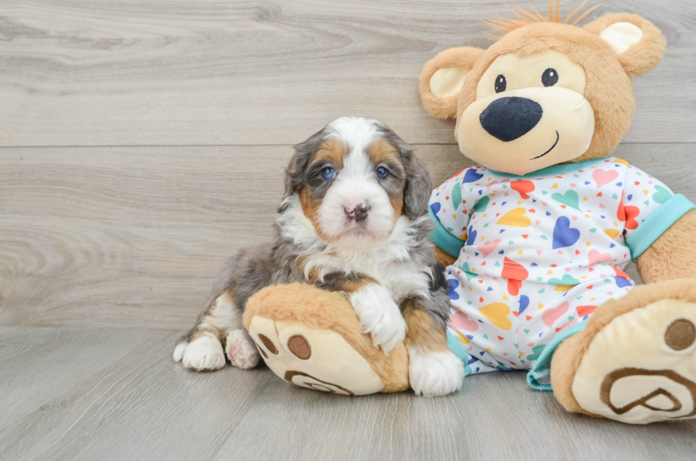 6 week old Mini Bernedoodle Puppy For Sale - Simply Southern Pups