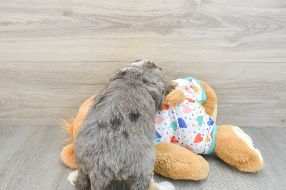 Best Mini Bernedoodle Baby