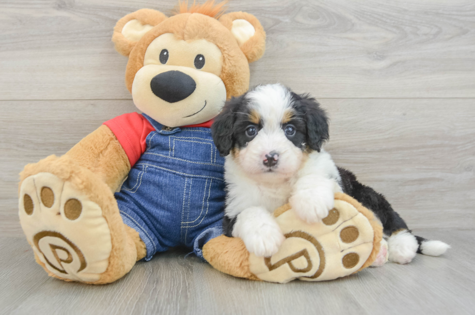 5 week old Mini Bernedoodle Puppy For Sale - Simply Southern Pups