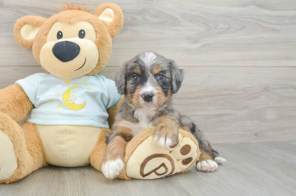 6 week old Mini Bernedoodle Puppy For Sale - Simply Southern Pups