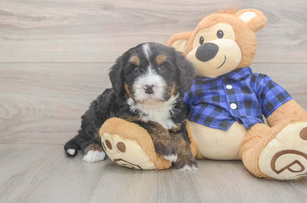 5 week old Mini Bernedoodle Puppy For Sale - Simply Southern Pups
