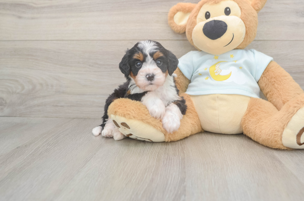 5 week old Mini Bernedoodle Puppy For Sale - Simply Southern Pups