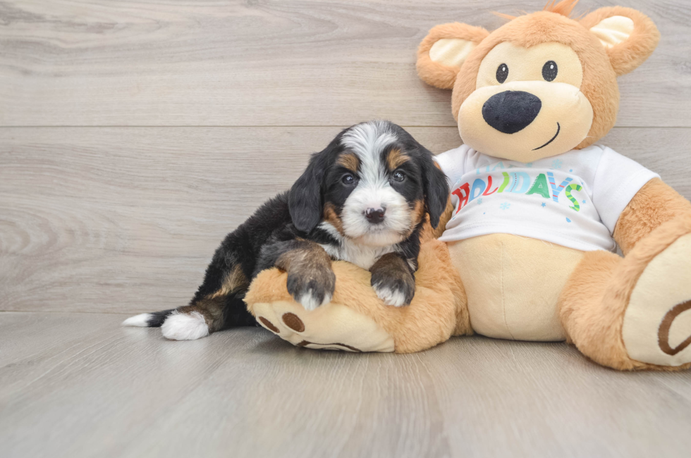 5 week old Mini Bernedoodle Puppy For Sale - Simply Southern Pups