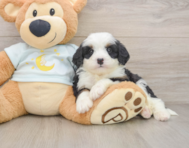 7 week old Mini Bernedoodle Puppy For Sale - Simply Southern Pups