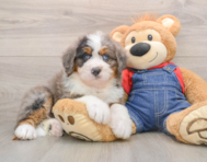 6 week old Mini Bernedoodle Puppy For Sale - Simply Southern Pups