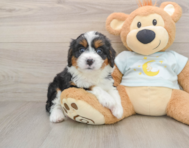 8 week old Mini Bernedoodle Puppy For Sale - Simply Southern Pups