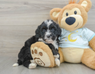 8 week old Mini Bernedoodle Puppy For Sale - Simply Southern Pups