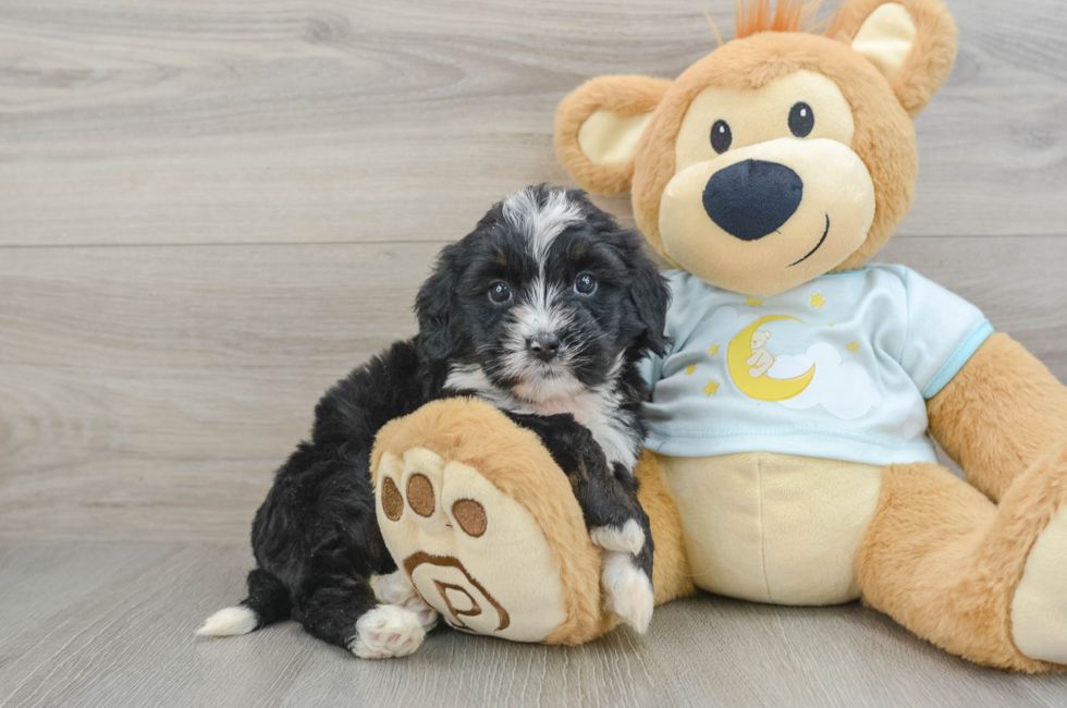 8 week old Mini Bernedoodle Puppy For Sale - Simply Southern Pups