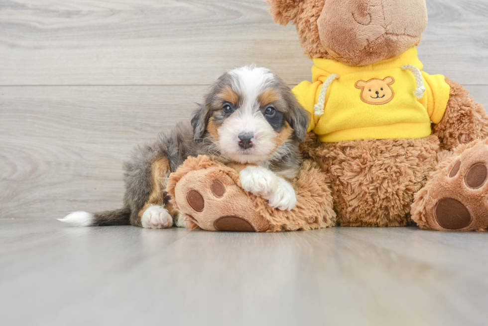 Mini Bernedoodle Puppy for Adoption