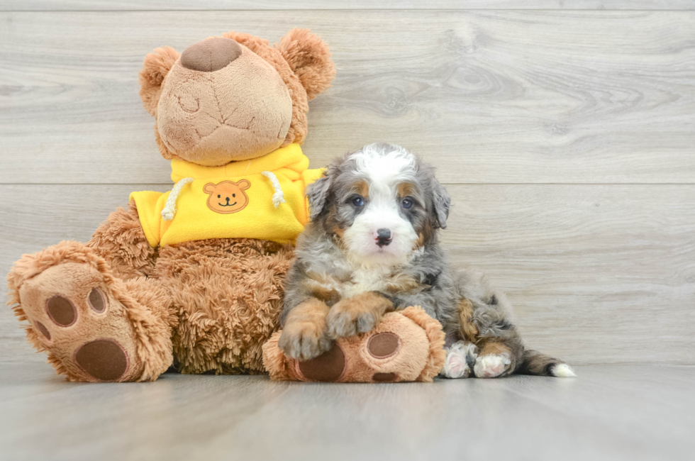 5 week old Mini Bernedoodle Puppy For Sale - Simply Southern Pups