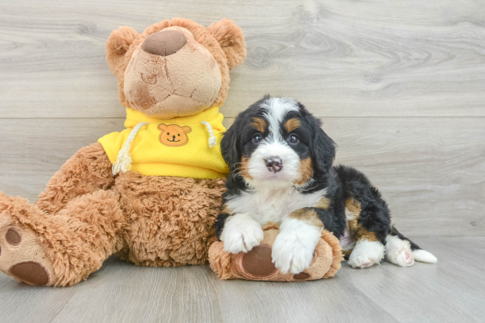 Happy Mini Bernedoodle Baby