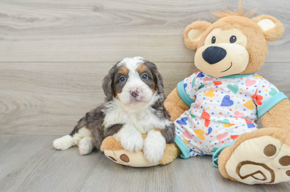 6 week old Mini Bernedoodle Puppy For Sale - Simply Southern Pups