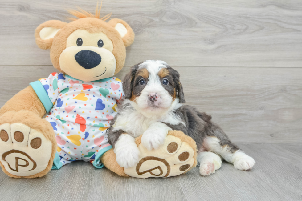 Mini Bernedoodle Pup Being Cute