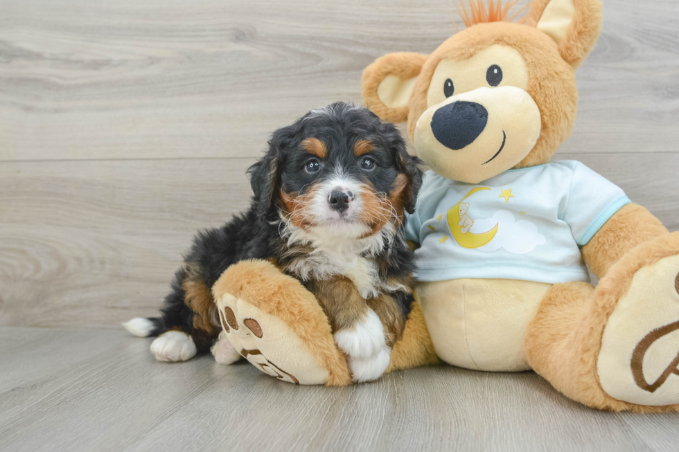 Playful Mini Bernese Poodle Poodle Mix Puppy