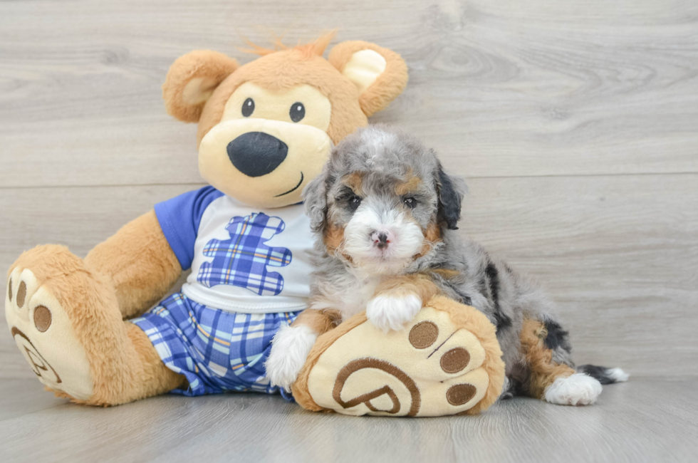 5 week old Mini Bernedoodle Puppy For Sale - Simply Southern Pups