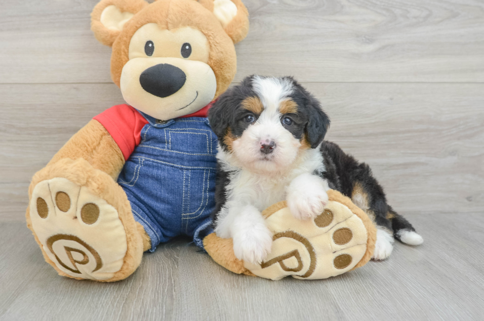 5 week old Mini Bernedoodle Puppy For Sale - Simply Southern Pups