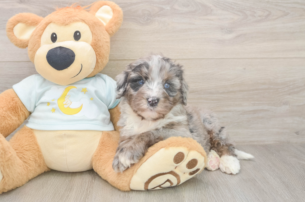 6 week old Mini Bernedoodle Puppy For Sale - Simply Southern Pups