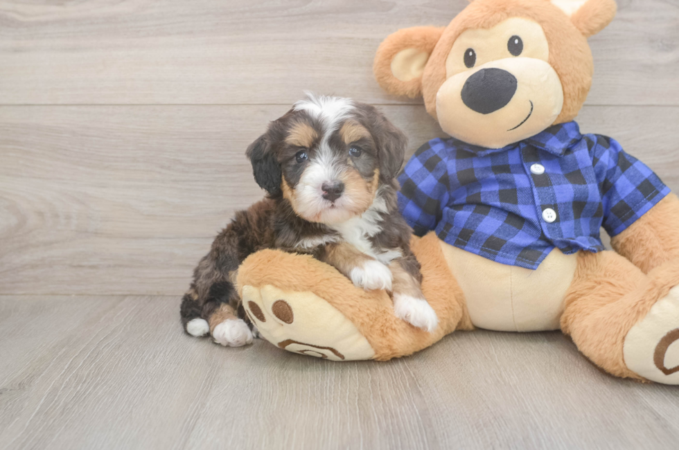 5 week old Mini Bernedoodle Puppy For Sale - Simply Southern Pups