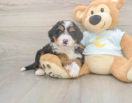 5 week old Mini Bernedoodle Puppy For Sale - Simply Southern Pups