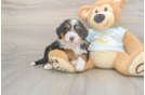 Best Mini Bernedoodle Baby