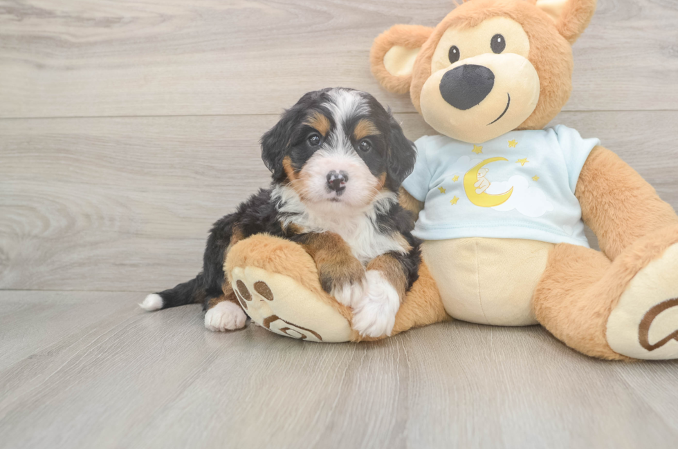 5 week old Mini Bernedoodle Puppy For Sale - Simply Southern Pups