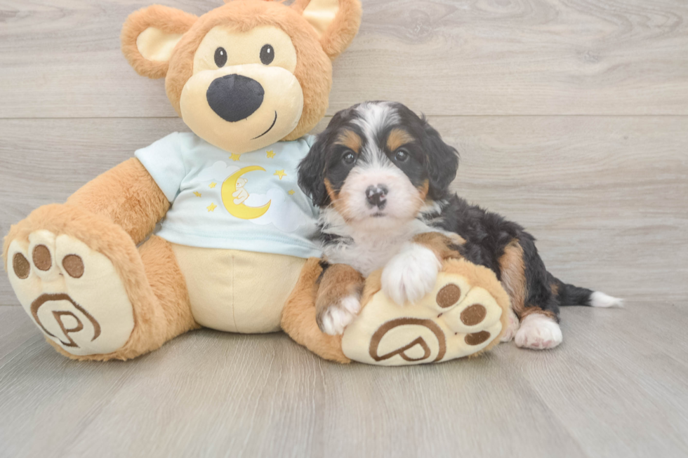 Popular Mini Bernedoodle Poodle Mix Pup