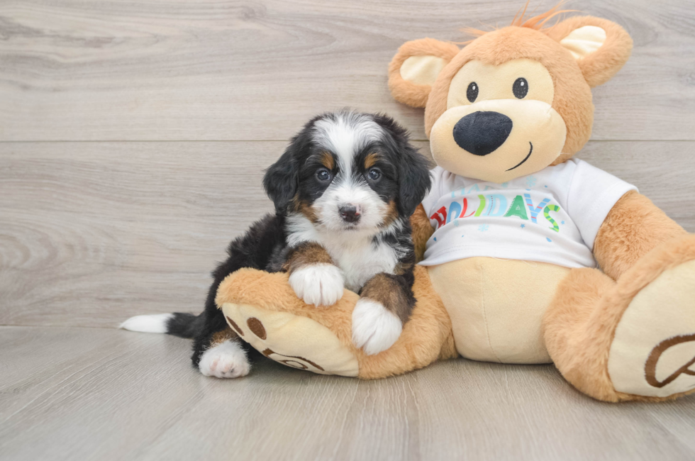 5 week old Mini Bernedoodle Puppy For Sale - Simply Southern Pups