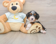 5 week old Mini Bernedoodle Puppy For Sale - Simply Southern Pups