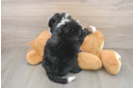 Best Mini Bernedoodle Baby