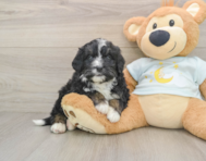6 week old Mini Bernedoodle Puppy For Sale - Simply Southern Pups