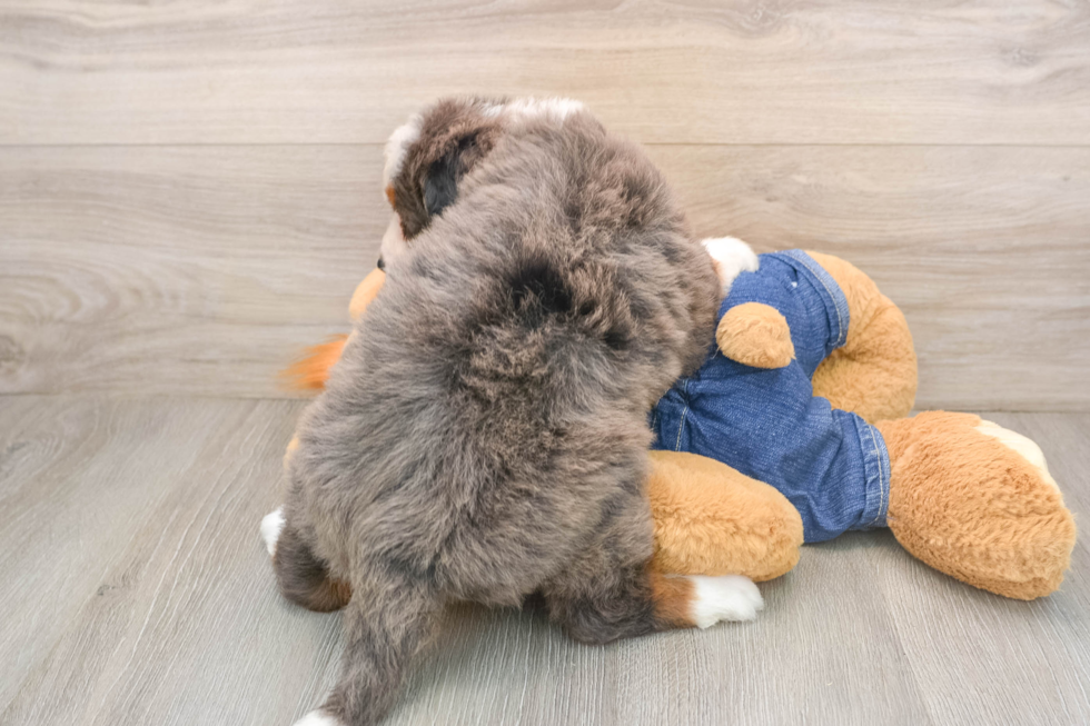 Best Mini Bernedoodle Baby