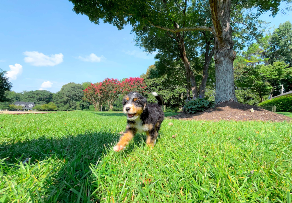 Mini Bernedoodle Puppy for Adoption