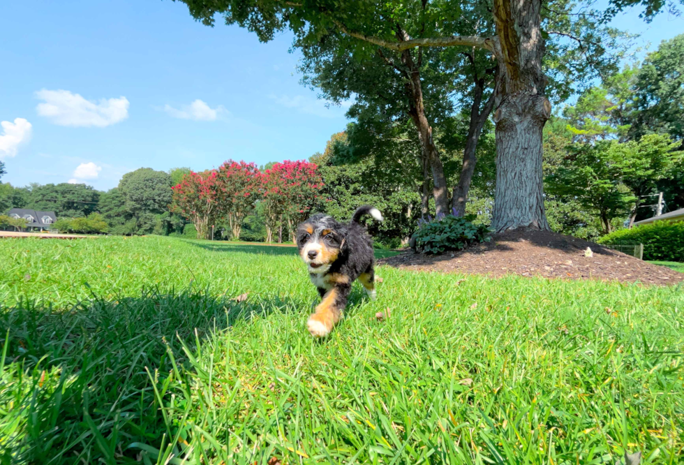 Mini Bernedoodle Puppy for Adoption